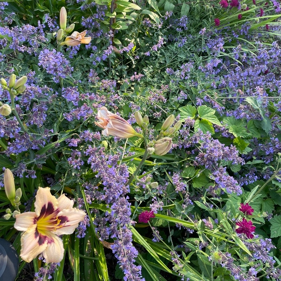 Meet your Posher, Kelsey - Picture 1 of 1